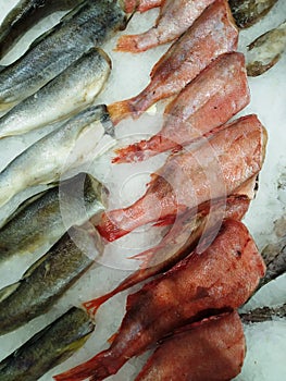 Fresh fish on the counter of the store