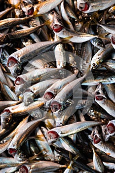 Fresh fish on the counter of the store