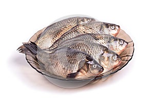 Fresh fish crucian in a plate isolated on a white background. Freshwater fish.