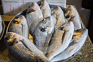Fresh fish in different sizes laying on a table