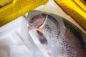 Fresh fish in different sizes laying on a table