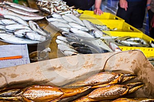 Fresh fish in different sizes laying on a table