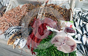 Fresh fish on display in a market in Casablanca
