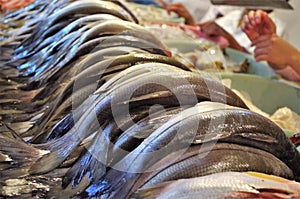 Fresh fish display on a traditional seamarket Honduras photo
