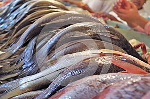 Fresh fish display on a traditional seamarket Honduras