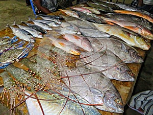 Fresh fish displayed at sea side of the fish market