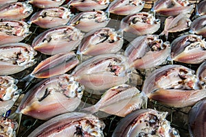 Fresh fish drying on net.