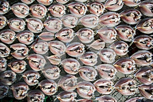 Fresh fish drying on net.