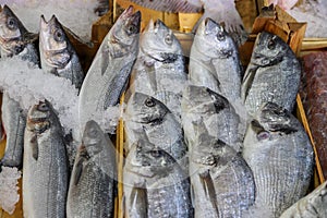 Fresh fish in the fish market