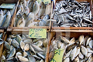 Fresh fish - fish market