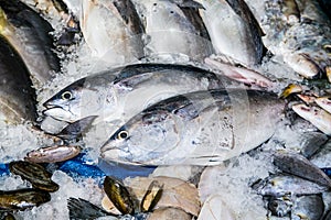 Fresh fish on fish market in Hurghada city, Egypt