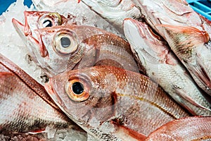 Fresh fish at a fish shop