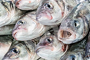 Fresh fish at a fish shop