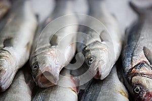 Fresh fish on fishmarket photo