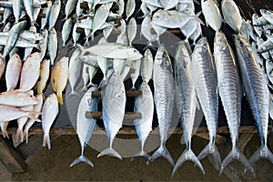 Fresh fish at fishmarket