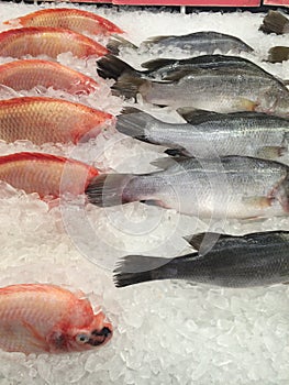 Fresh fish frozen on ice