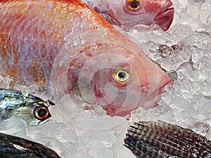 Fresh fish frozen ice in the supermarket