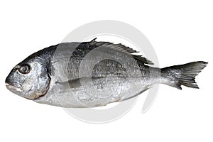 Fresh fish gilthead isolated photo