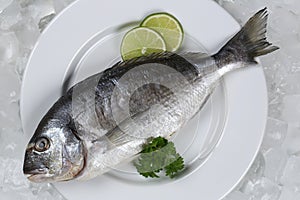 Fresh fish gilthead on a plate