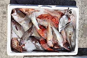 Fresh fish in Greece