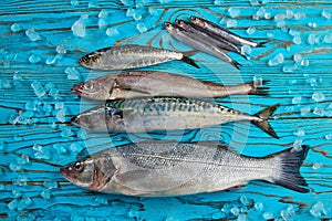 Fresh fish hake seabass sardine mackerel anchovies