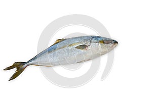 Fresh fish (hamachi fish) on white