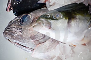 Fresh fish head cutlet on ice in close-up.