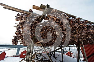 Fresh fish heads hanging to dry under a layer of snow in winter on the coast of Reine, Lofoten, Norway