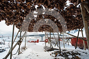 Fresh fish heads hanging to dry under a layer of snow in winter on the coast of Reine, Lofoten, Norway