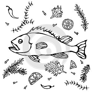 Fresh Fish With Herbs Spices and Lemon. Vector Seafood Realistic Illustration