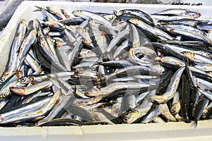 fresh fish