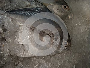 Fresh fish on ice background at seafood supermaket stall.