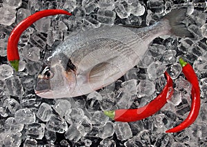 Fresh fish on ice cubes. Fresh dorado or gilthead bream on ice cubes