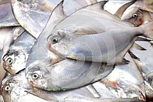 Fresh pomfret fish on ice decorated for sale at market