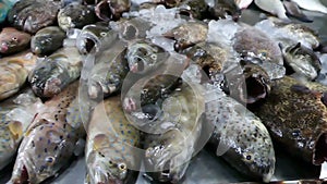 Fresh fish on ice in a fish stall