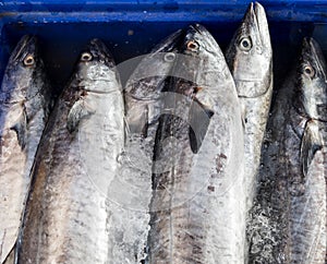 Fresh fish on ice in the market