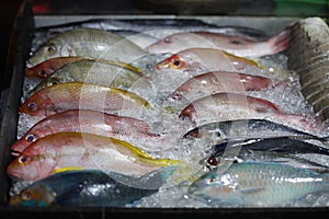 Fresh fish in ice on the market