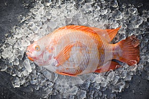 Fresh fish on ice in the market / Raw fish red tilapia on black background