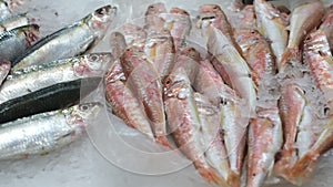 Fresh fish in the ice. Open showcases of seafood market or fish store.