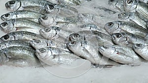 Fresh fish in the ice. Open showcases of seafood market or fish store