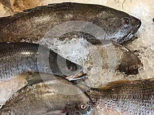 fresh fish in ice plate