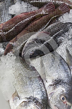 Fresh fish on ice photo