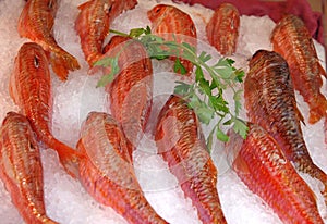 Fresh fish on ice for sale