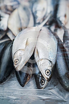 Fresh fish on ice. Sale of fresh frozen fish. Open showcases of seafood market. Fish store