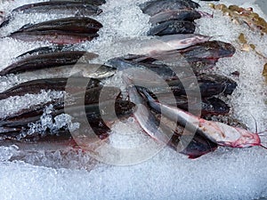 Fresh fish on ice shelf at market.Display for sale in ice filled at supermarket. It is a kind of freshwater fish that is normally