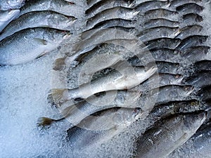 Fresh fish on ice shelf at market.Display for sale in ice filled at supermarket. It is a kind of freshwater fish that is normally