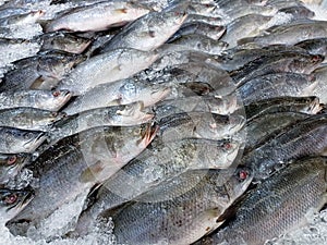 Fresh fish on ice shelf at market.Display for sale in ice filled at supermarket. It is a kind of freshwater fish that is normally