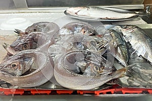 Fresh fish on ice in a supermarket, closeup of photo