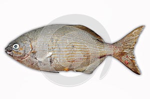 Fresh fish isolate on white back ground, Fillet of Fish, Healthy food, Fresh fish from sea