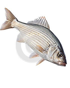 Fresh fish isolated on white background.